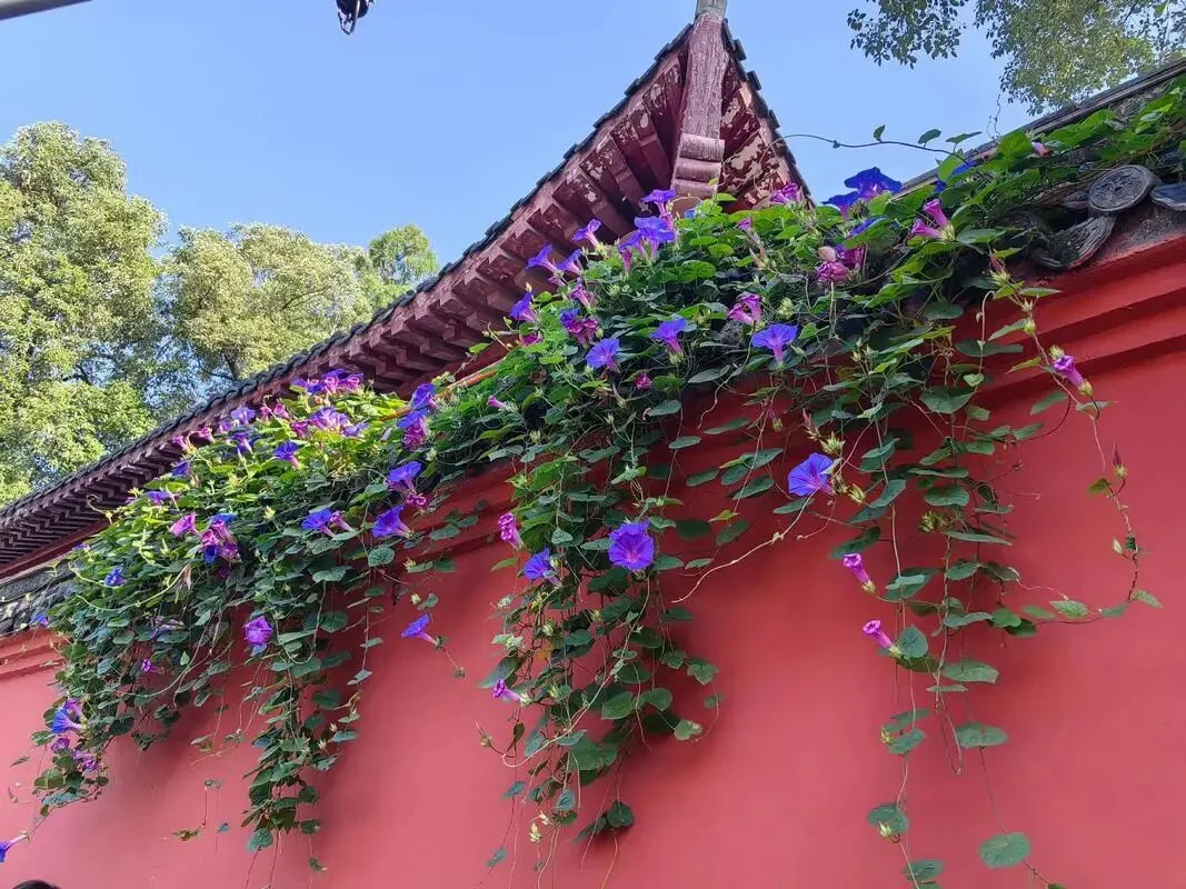 【中考语文学习指导】默写+名著阅读《朝花夕拾》(积累与运用)安徽2025 第7张