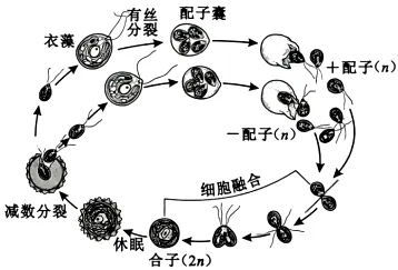 试题精选‖安徽省安庆市2026年高三模拟考试(二模)生物学试题 第1张