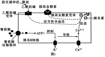 试题精选‖安徽省安庆市2026年高三模拟考试(二模)生物学试题 第8张