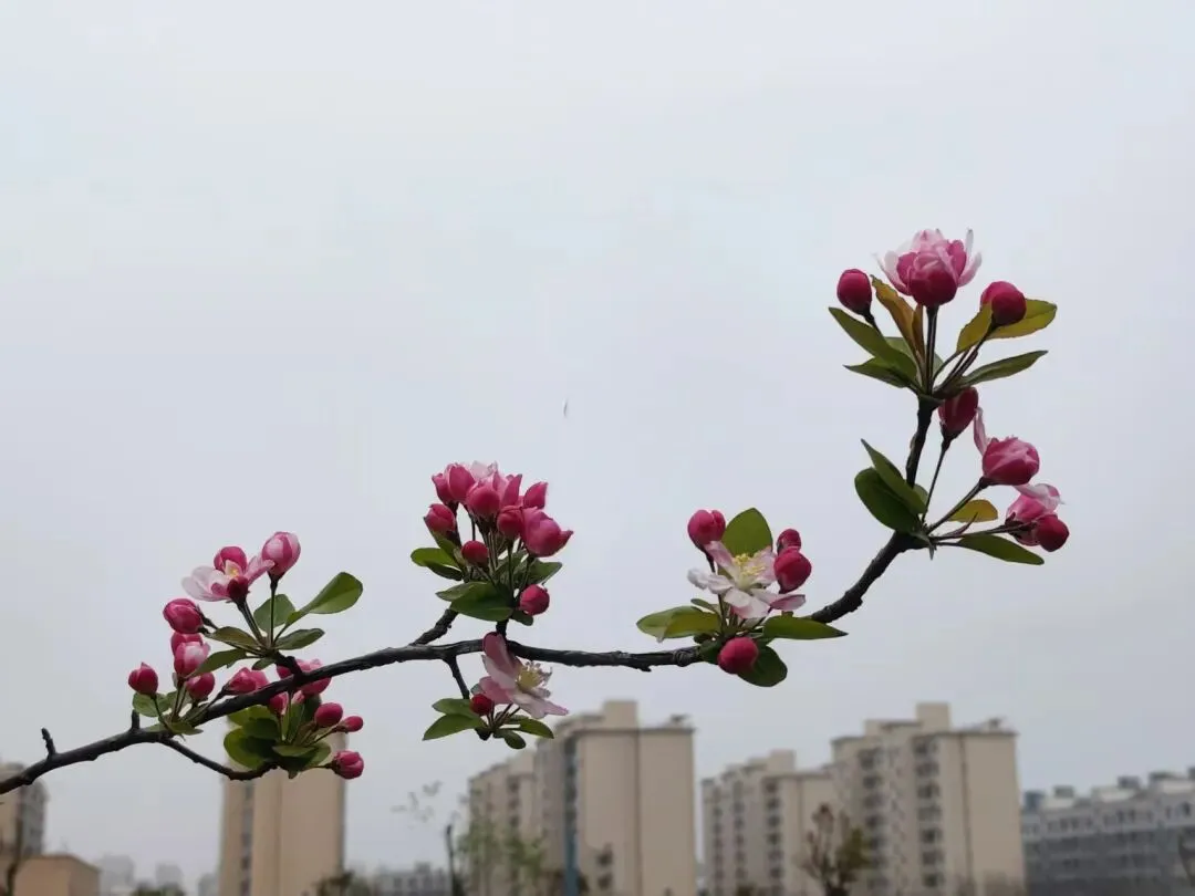 九年级模拟考试考场作文分享:那次,我我读懂了错误 第3张