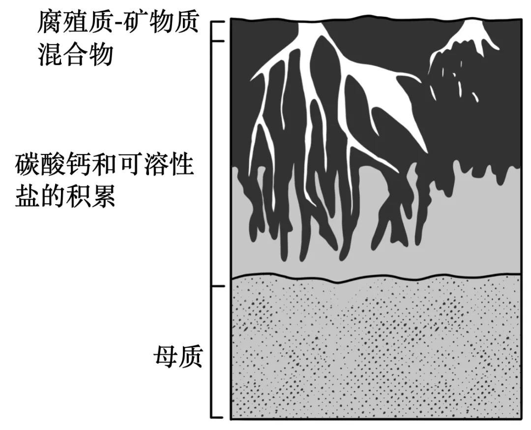 【考点真题汇编】20260324植被与土壤2025年高考真题分类汇编 第5张