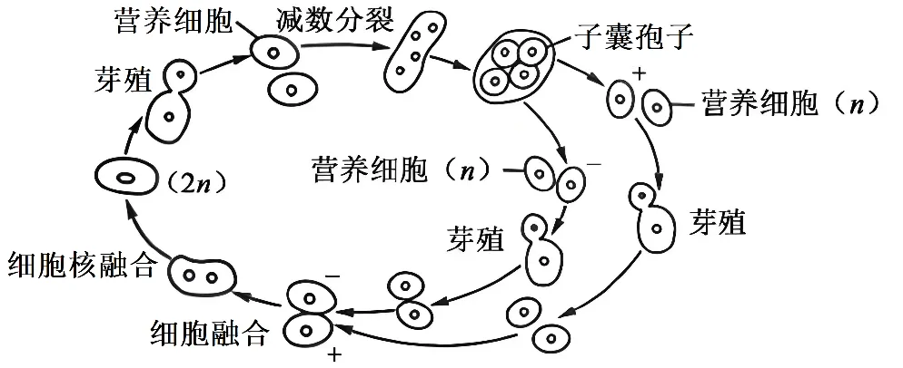 【高考真题】2025年北京卷生物试题 第2张 【高考真题】2025年北京卷生物试题 第2张