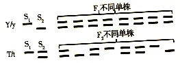 江西省九江市2026年第一次高考模拟统一考试生物学答案及解析 ⊙ 第14张