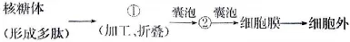 2026年河北省中学生生物学竞赛考试试卷 第2张 2026年河北省中学生生物学竞赛考试试卷 第2张