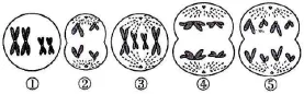 2026年河北省中学生生物学竞赛考试试卷 第10张 2026年河北省中学生生物学竞赛考试试卷 第10张