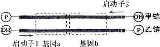 2026年河北省中学生生物学竞赛考试试卷 第12张 2026年河北省中学生生物学竞赛考试试卷 第12张