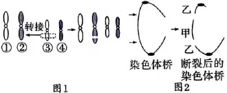2026年河北省中学生生物学竞赛考试试卷 第13张 2026年河北省中学生生物学竞赛考试试卷 第13张