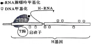 2026年河北省中学生生物学竞赛考试试卷 第16张 2026年河北省中学生生物学竞赛考试试卷 第16张