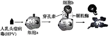 2026年河北省中学生生物学竞赛考试试卷 第18张 2026年河北省中学生生物学竞赛考试试卷 第18张