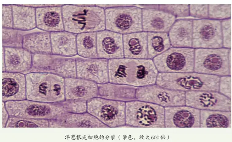 复习 ︳中考生物学情境素材复习建议——学习主题(一)生物体的结构层次 第5张 复习 ︳中考生物学情境素材复习建议——学习主题(一)生物体的结构层次 第5张