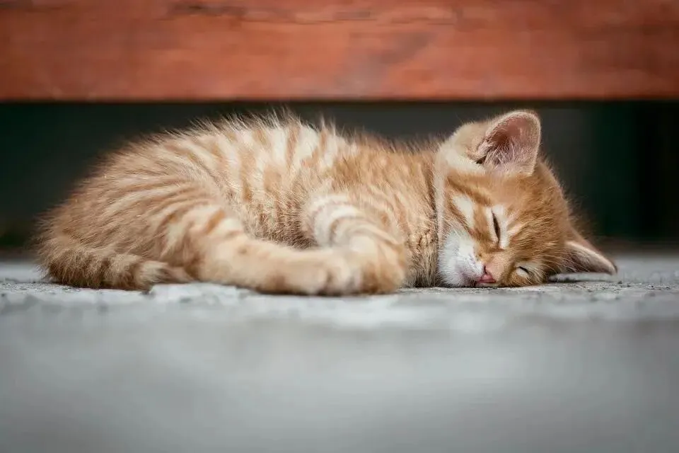 【中考阅读指导】“睡觉时猛抖一下”是怎么回事(朱珠 李彦霖)甘肃武威2025 第9张