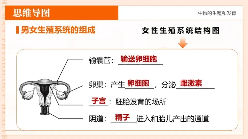 中考生物一轮复习专题6.1《遗传与变异—生物的生殖和发育》-第20张图片-四季读书网 中考生物一轮复习专题6.1《遗传与变异—生物的生殖和发育》-第20张图片-四季读书网