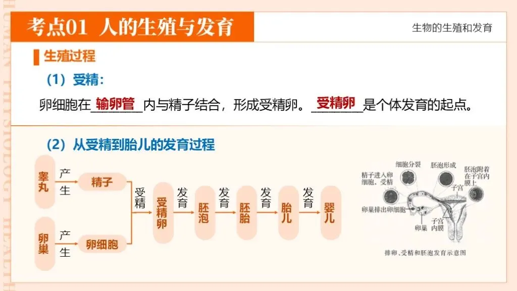 中考生物一轮复习专题6.1《遗传与变异—生物的生殖和发育》-第22张图片-四季读书网 中考生物一轮复习专题6.1《遗传与变异—生物的生殖和发育》-第22张图片-四季读书网