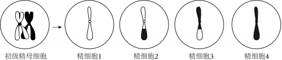 2025年高考真题:减数分裂 第1张 2025年高考真题:减数分裂 第1张