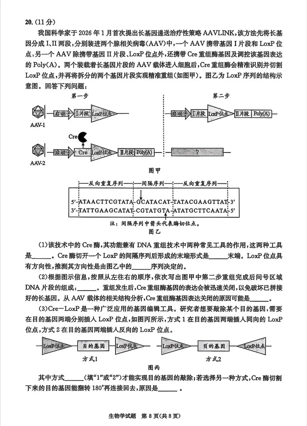 成都二诊|成都市2026届高三第二次模拟测试生物试题及答案 第8张 成都二诊|成都市2026届高三第二次模拟测试生物试题及答案 第8张