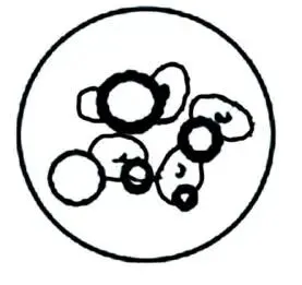 助力生物中考:2026初中生物中考模拟试题(二 附答案和解析) 第3张