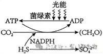 24/25 年贵州生物高考真题精析:光合 / 呼吸 酶代谢高频考点汇总 第6张 24/25 年贵州生物高考真题精析:光合 / 呼吸 酶代谢高频考点汇总 第6张