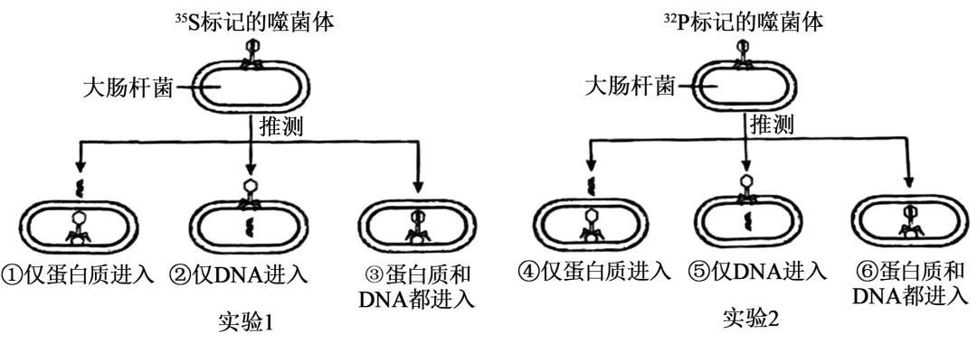【高考真题】2025年海南卷生物试题 第4张 【高考真题】2025年海南卷生物试题 第4张