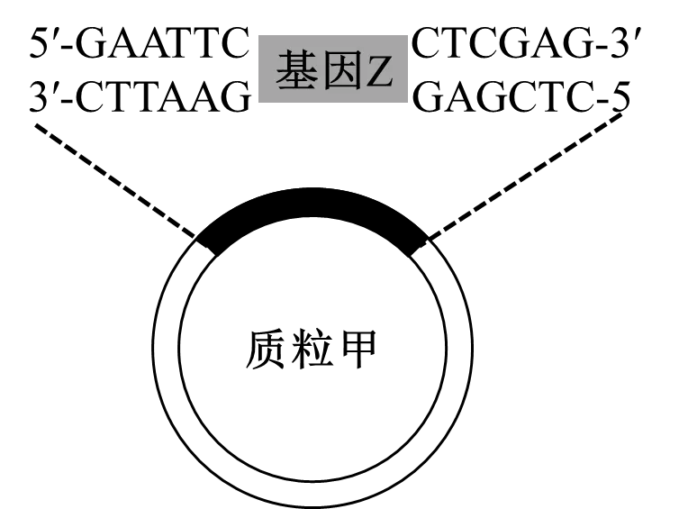 【高考真题】2025年海南卷生物试题 第6张 【高考真题】2025年海南卷生物试题 第6张