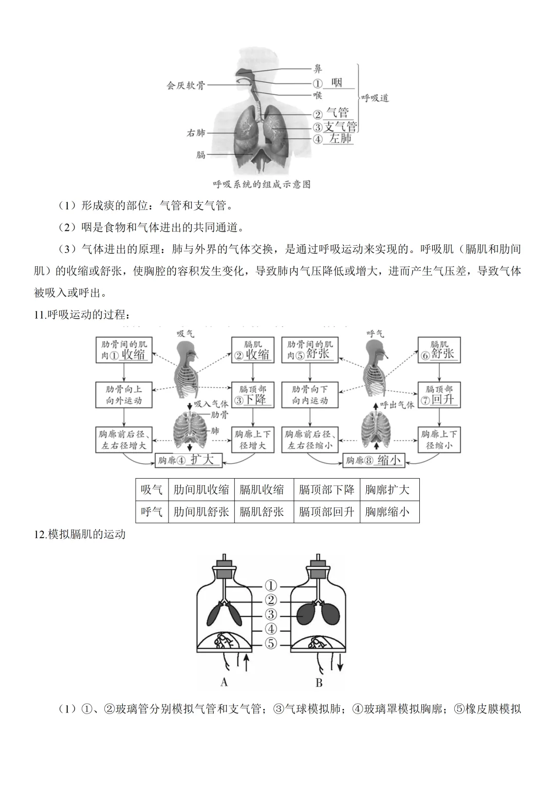 2026中考生物知识点全梳理——主题五 人的生理与健康 第3张 2026中考生物知识点全梳理——主题五 人的生理与健康 第3张