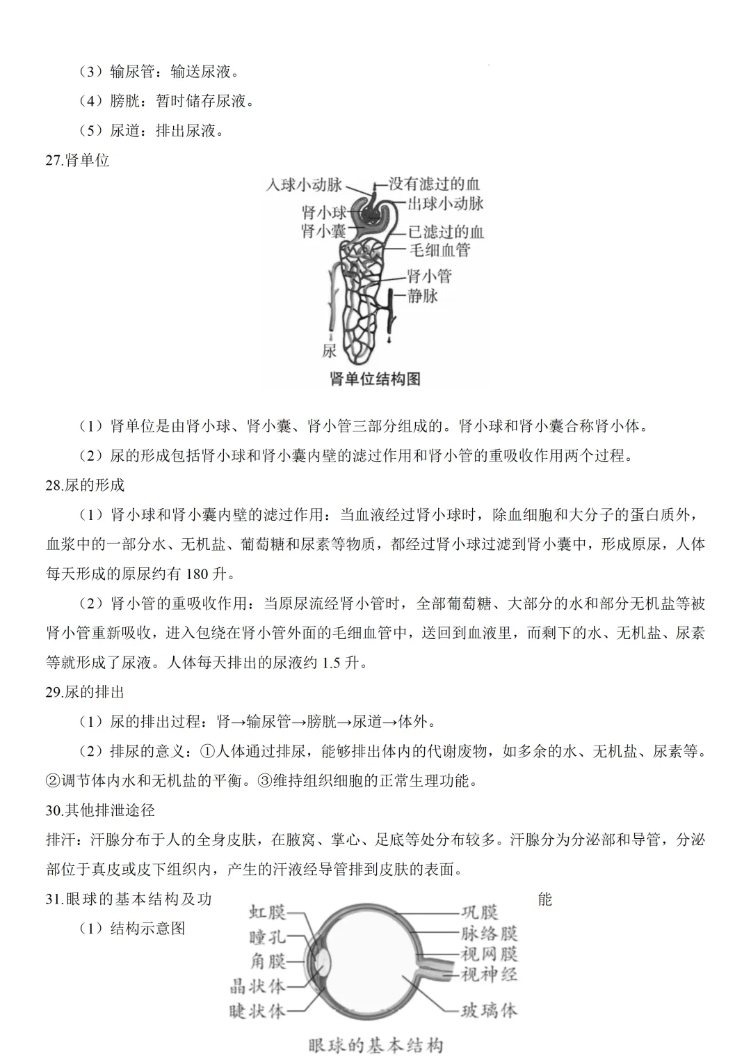 2026中考生物知识点全梳理——主题五 人的生理与健康 第7张 2026中考生物知识点全梳理——主题五 人的生理与健康 第7张