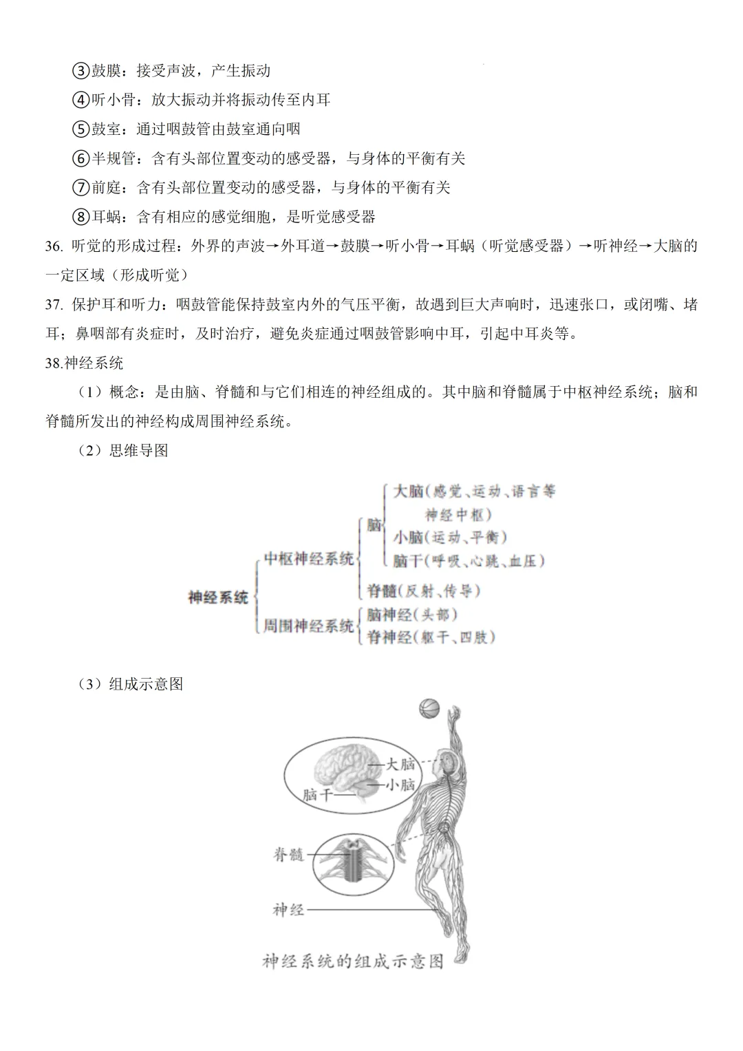 2026中考生物知识点全梳理——主题五 人的生理与健康 第9张 2026中考生物知识点全梳理——主题五 人的生理与健康 第9张