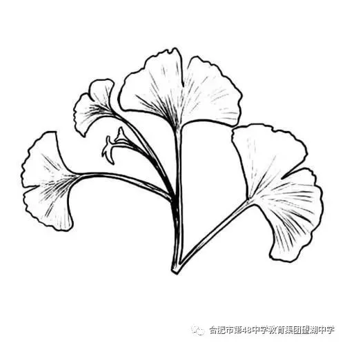 【芳华杏坛】聚智共研 赋能中考——合肥市四十八中望湖教育集团联合结对学校举办2026届毕业班复习研讨周活动-第30张图片-四季读书网