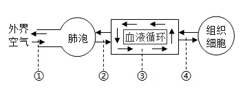 2026年生物中考七下中考复习重点曝光,从真题分析看核心考向(含解析) 第2张