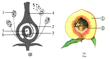2026年生物中考七下中考复习重点曝光,从真题分析看核心考向(含解析) 第6张