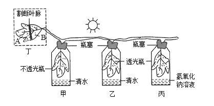 2026年生物中考七下中考复习重点曝光,从真题分析看核心考向(含解析) 第10张