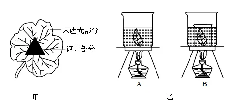 2026年生物中考七下中考复习重点曝光,从真题分析看核心考向(含解析) 第19张