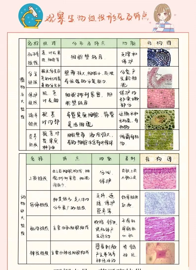 中考生物实验笔记 第7张