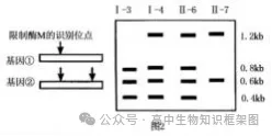 哈三中2026年高三学年第一次模拟考试生物学试题和答案 ⊙ 第15张
