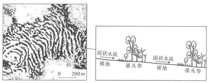 植被专题2025年高考真题 第15张 植被专题2025年高考真题 第15张