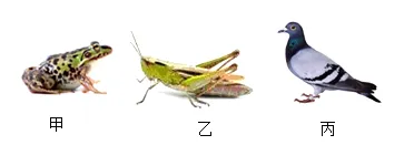 【中考生物】生物考前冲刺注意事项【附:石家庄市外国语教育集团2025-2026学年下学期八年级模拟生物试卷】 第3张 【中考生物】生物考前冲刺注意事项【附:石家庄市外国语教育集团2025-2026学年下学期八年级模拟生物试卷】 第3张