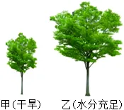 【中考生物】生物考前冲刺注意事项【附:石家庄市外国语教育集团2025-2026学年下学期八年级模拟生物试卷】 第4张 【中考生物】生物考前冲刺注意事项【附:石家庄市外国语教育集团2025-2026学年下学期八年级模拟生物试卷】 第4张