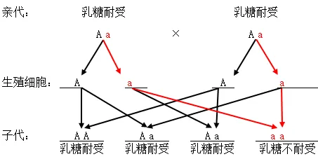 【中考生物】生物考前冲刺注意事项【附:石家庄市外国语教育集团2025-2026学年下学期八年级模拟生物试卷】 第17张 【中考生物】生物考前冲刺注意事项【附:石家庄市外国语教育集团2025-2026学年下学期八年级模拟生物试卷】 第17张