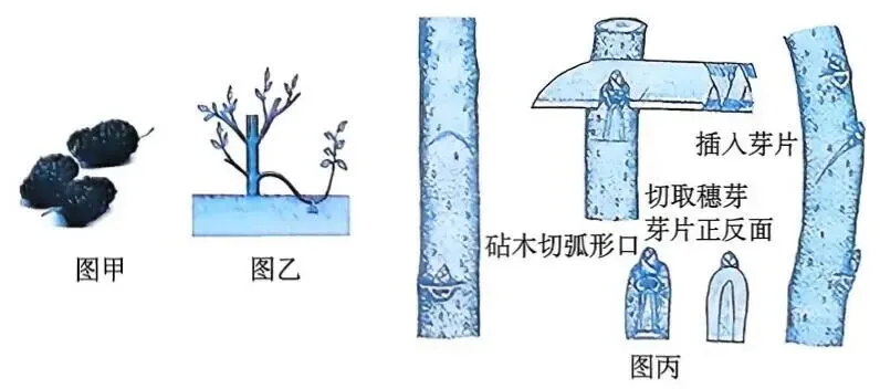 2026年最新教材八年级生物期中模拟卷(考试版),有完整电子版,可打印,建议家长收藏-第5张图片-四季读书网