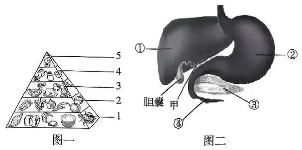 2026年最新教材八年级生物期中模拟卷(考试版),有完整电子版,可打印,建议家长收藏-第8张图片-四季读书网