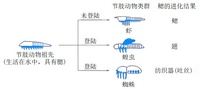 2026年最新教材八年级生物期中模拟卷(考试版),有完整电子版,可打印,建议家长收藏-第14张图片-四季读书网