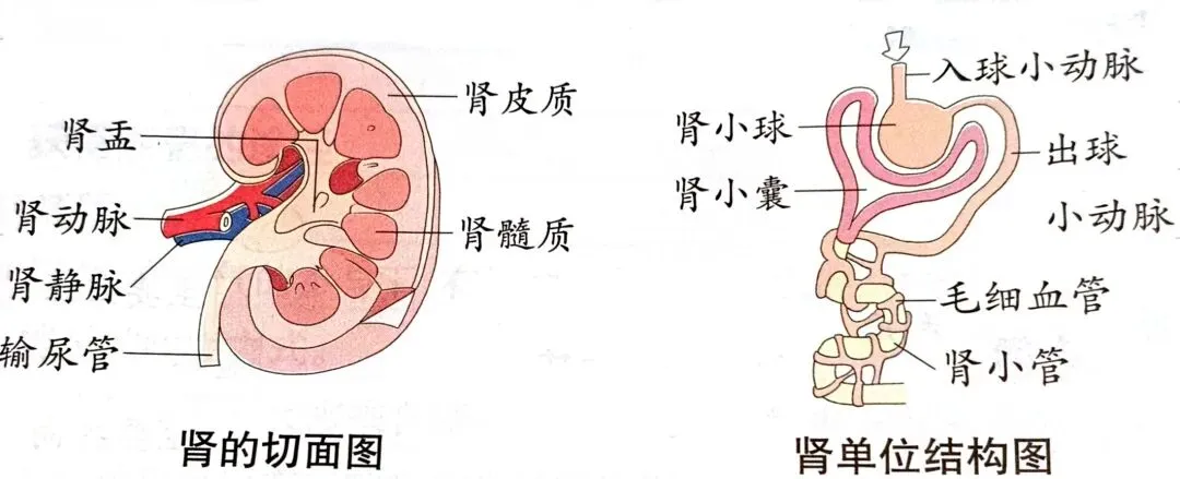 中考科学知识点复习7-第2张图片-四季读书网 中考科学知识点复习7-第2张图片-四季读书网