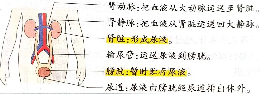 中考科学知识点复习7-第3张图片-四季读书网 中考科学知识点复习7-第3张图片-四季读书网