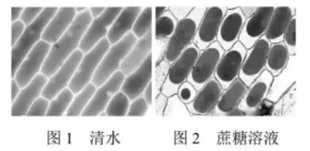 2025年高考真题分类汇编(部分)——专题七 实验 第2张 2025年高考真题分类汇编(部分)——专题七 实验 第2张
