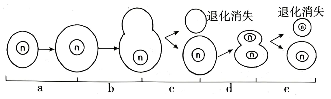 2026届山东济宁市高三第一次模拟考试生物试题-第2张图片-四季读书网