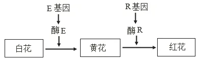 2026届山东济宁市高三第一次模拟考试生物试题-第8张图片-四季读书网