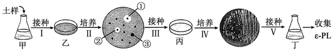 2026届山东济宁市高三第一次模拟考试生物试题-第10张图片-四季读书网
