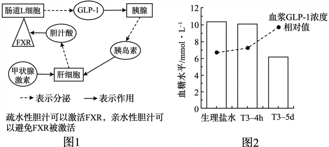 2026届山东济宁市高三第一次模拟考试生物试题-第13张图片-四季读书网