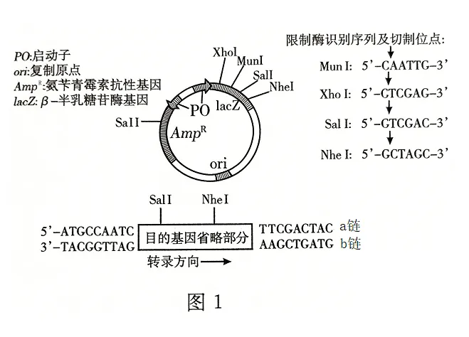 2026届山东济宁市高三第一次模拟考试生物试题-第14张图片-四季读书网