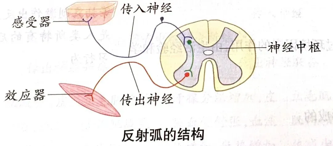 中考科学知识点复习8-第2张图片-四季读书网