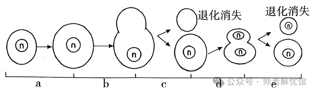 2026届山东济宁、日照市高三第一次模拟考试生物学试题和答案(附word下载) ⊙-第7张图片-四季读书网